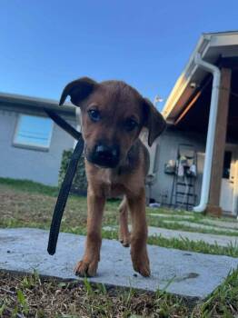 Fall Leaves Litter: Oakley -  Miniature Pinscher Dog for Adoption in Dallas, Texas - Fall Leaves Litter: Oakley | PetCurious