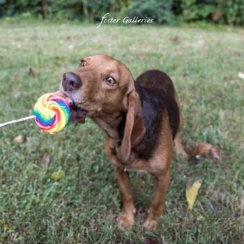 Wallace -  Beagle and Coonhound Dog for Adoption in Spring Hill, Tennessee - Wallace | PetCurious