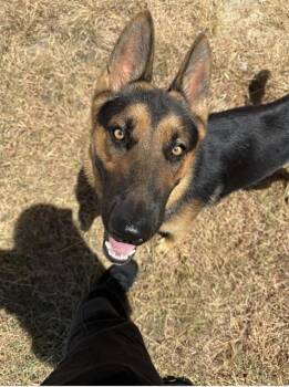 AIRBUD -  German Shepherd Dog Dog for Adoption in San Antonio, Texas - AIRBUD | PetCurious