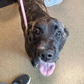 Boxer and Mixed Breed Dogs Available for Adoption in Council Bluffs, Iowa - Drax | PetCurious