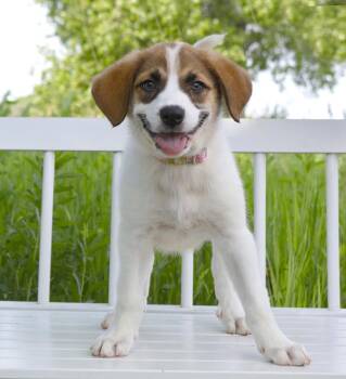Classic Authors Litter - Christie -  Great Pyrenees and Mixed Breed Dog for Adoption in Savage, Minnesota - Classic Authors Litter - Christie | PetCurious