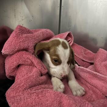 Bella -  Mixed Breed Dog for Adoption in Memphis, Tennessee - Bella | PetCurious