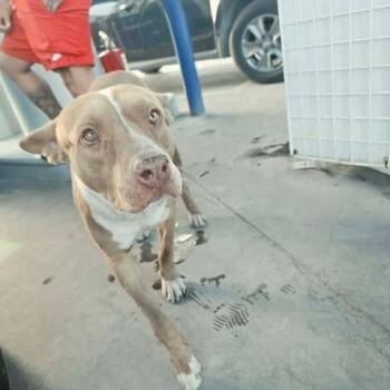 Rico Suave -  Pit Bull Terrier and Mixed Breed Dog for Adoption in Alma, Wisconsin - Rico Suave | PetCurious