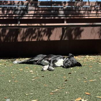 Labrador Retriever and Mixed Breed Dogs Available for Adoption in Austin, Texas - Bao | PetCurious