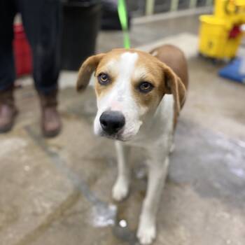Rescue Coonhound Dogs for Adoption in Corbin, Kentucky - Buddy | PetCurious