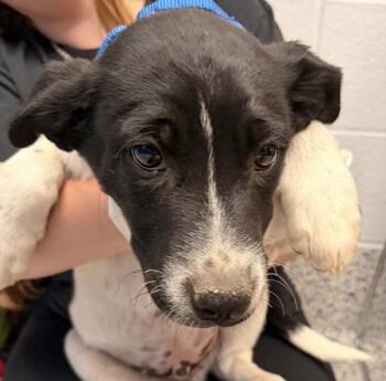 Thursday -  Siberian Husky Dog for Adoption in Golden, Colorado - Thursday | PetCurious