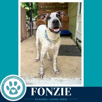 Fonzie (Speckled Six) 091226 -  Cattle Dog Dog for Adoption in Kimberton, Pennsylvania - Fonzie (Speckled Six) 091226 | PetCurious