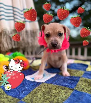 Miss Strawberry -  Husky and Labrador Retriever Dog for Adoption - Miss Strawberry | PetCurious
