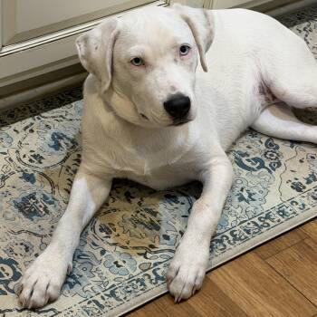 Angel blue eyes -  American Bulldog and Australian Shepherd Dog for Adoption in Brierfield, Alabama - Angel Blue Eyes | PetCurious