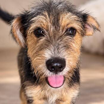 CUCUMBER (out of town) -  Parson Russell Terrier and Jack Russell Terrier Dog for Adoption in New York, New York - CUCUMBER (out Of Town) | PetCurious