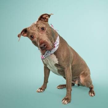 Retriever and Pit Bull Terrier Dogs Available for Adoption - Junie | PetCurious