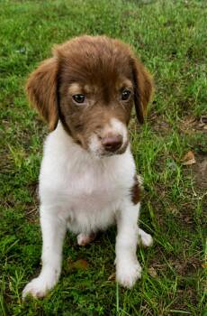 Storm -  Australian Shepherd and Hound Dog for Adoption in Glocester, Rhode Island - Storm | PetCurious