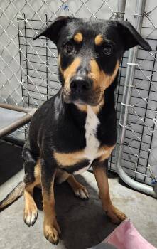 Pixie -  Rottweiler Dog for Adoption in Billings, Montana - Pixie | PetCurious
