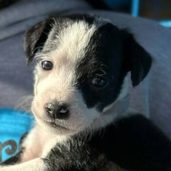 Rescue Australian Shepherd and Pit Bull Terrier Dogs for Adoption in Spring Hill, Kansas - BonBon Beauty | PetCurious