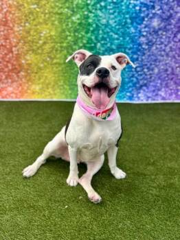 Ariel -  Mixed Breed Dog for Adoption in Cincinnati, Ohio - Ariel | PetCurious