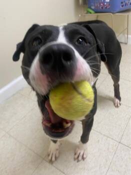 Button -  Labrador Retriever and Mixed Breed Dog for Adoption in Fall River, Massachusetts - Button | PetCurious