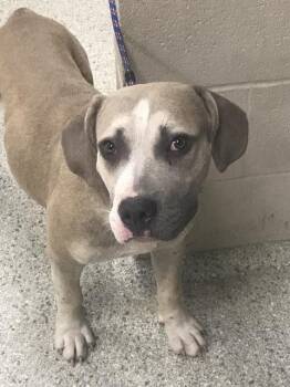 VIGO -  Pit Bull Terrier Dog for Adoption in Conroe, Texas - VIGO | PetCurious
