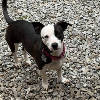 Penny -  Jack Russell Terrier Dog for Adoption in Grafton, Ohio - Penny | PetCurious
