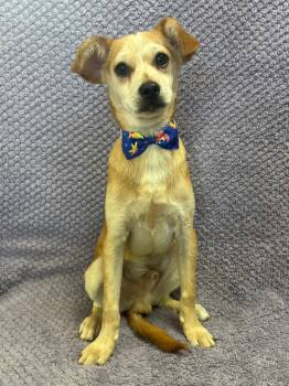 Rescue Rat Terrier and Chihuahua Dogs for Adoption in Lodi, California - Frankie | PetCurious