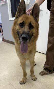 ABRAHAM -  German Shepherd Dog Dog for Adoption in Killeen, Texas - ABRAHAM | PetCurious