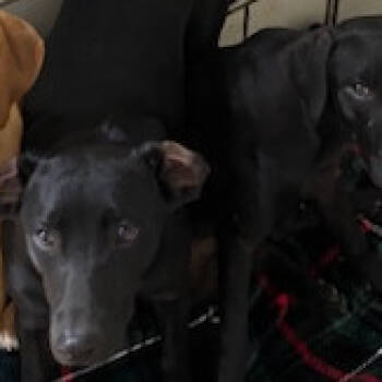 Rescue Labrador Retriever and Mixed Breed Dogs for Adoption in Starkville, Mississippi - Merry | PetCurious