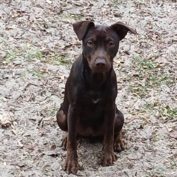 Mixed Breed Dogs Available for Adoption - Dottie | PetCurious