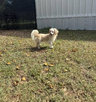 Rescue Spaniel Dogs for Adoption in Richmond, Texas - Shiro | PetCurious