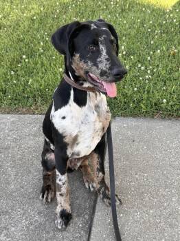 Charlie -  Doberman Pinscher and Pit Bull Terrier Dog for Adoption in Evansville, Indiana - Charlie | PetCurious