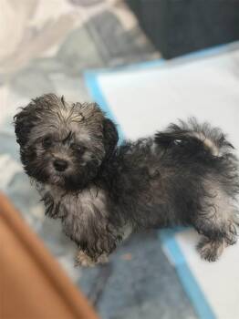 Polly Pocket -  Shih Tzu and Poodle Dog for Adoption in Lexington, Kentucky - Polly Pocket | PetCurious