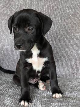 Heidi -  Labrador Retriever and Terrier Dog for Adoption in Baton Rouge, Louisiana - Heidi | PetCurious