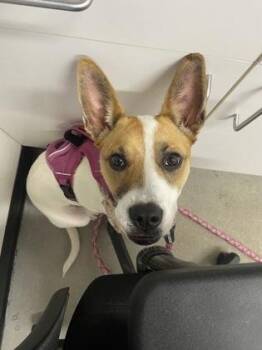 Penny fka Marina -  Mixed Breed Dog for Adoption in West Chester, Pennsylvania - Penny Fka Marina | PetCurious