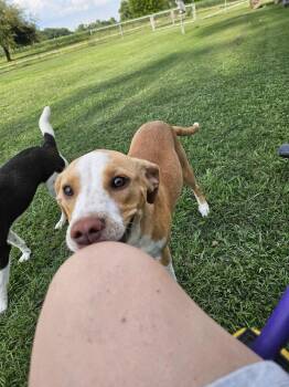 Dakota - part dog part weighted blanket -  Beagle and Staffordshire Bull Terrier Dog for Adoption in Ocean Township, New Jersey - Dakota - Part Dog Part Weighted Blanket | PetCurious
