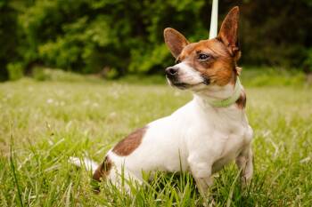 Rescue Chihuahua and Mixed Breed Dogs for Adoption in Gradyville, Kentucky - Taz | PetCurious