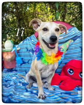 Miniature Dachshund Dogs Available for Adoption in Sebring, Florida - Ti | PetCurious