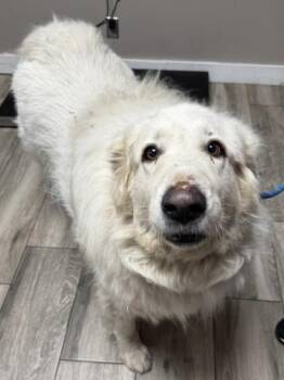 SNOWBALL -  Great Pyrenees Dog for Adoption in Redlands, California - SNOWBALL | PetCurious