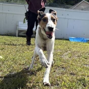 Toulouse -  Mixed Breed Dog for Adoption in Enfield, New Hampshire - Toulouse | PetCurious
