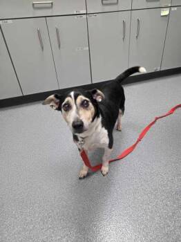 Bruce -  Parson Russell Terrier and Mixed Breed Dog for Adoption in Sevierville, Tennessee - Bruce | PetCurious