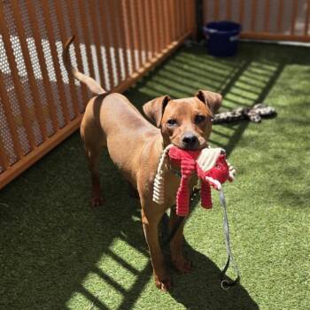 Pit Bull Terrier and Vizsla Dogs Available for Adoption in Las Vegas, Nevada - MILO | PetCurious