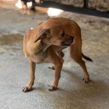 Wren -  Chihuahua Dog for Adoption in Locust Fork, Alabama - Wren | PetCurious