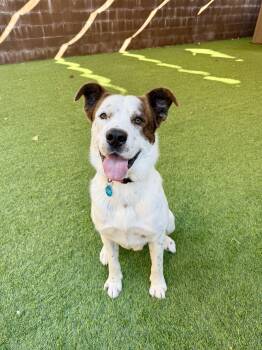 Rescue Saint Bernard Dogs for Adoption in Agoura Hills, California - Bounty | PetCurious