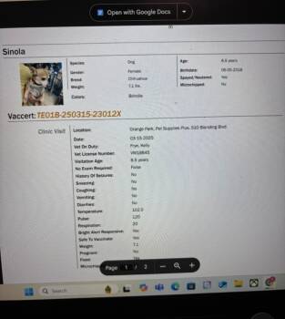 Sinaloa AKA Sin -  Chihuahua Dog for Adoption in St. Augustine, Florida - Sinaloa AKA Sin | PetCurious