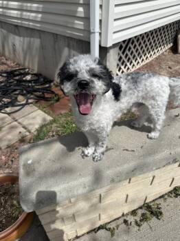 Shih Tzu Dogs Available for Adoption in Salt Lake City, Utah - Doux Mou | PetCurious