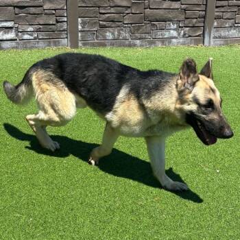 German Shepherd Dog Dogs Available for Adoption in Loxahatchee Groves, Florida - Tony 8865 | PetCurious