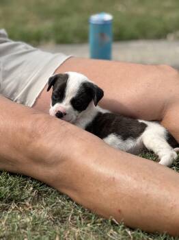 Anatolian Shepherd and American Bulldog Dogs Available for Adoption in Mount Meigs, Alabama - Bindi | PetCurious