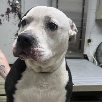 Mixed Breed Dogs Available for Adoption in Summerville, South Carolina - Bertha | PetCurious