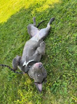 Moana -  Pit Bull Terrier Dog for Adoption in Findlay, Ohio - Moana | PetCurious