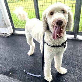 Churro (please help) -  Goldendoodle Dog for Adoption in Ithaca, New York - Churro (please Help) | PetCurious