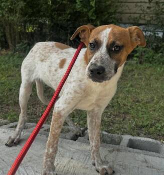 Pup June -  Labrador Retriever and Hound Dog for Adoption in Washington, District Of Columbia - Pup June | PetCurious