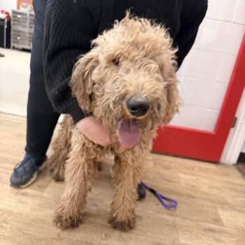 Standard Poodle and Golden Retriever Dogs Available for Adoption - Rooney | PetCurious