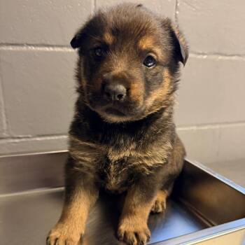 Shepherd and Mixed Breed Dogs Available for Adoption in Tuscaloosa, Alabama - TUSC-Stray-84153 | PetCurious